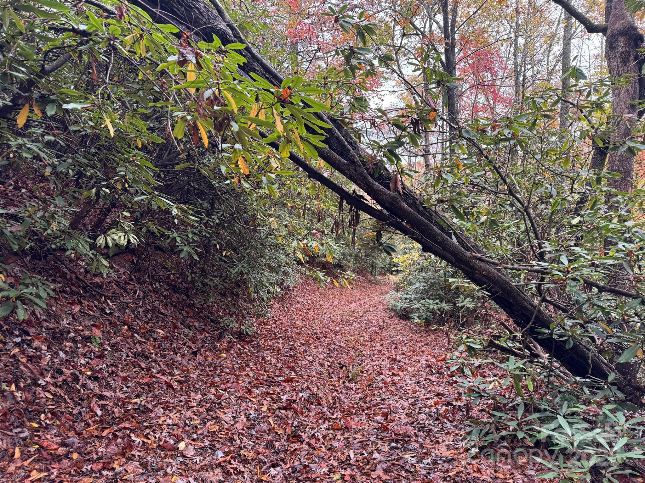 Another view back down - 00 King Road, Pisgah Forest