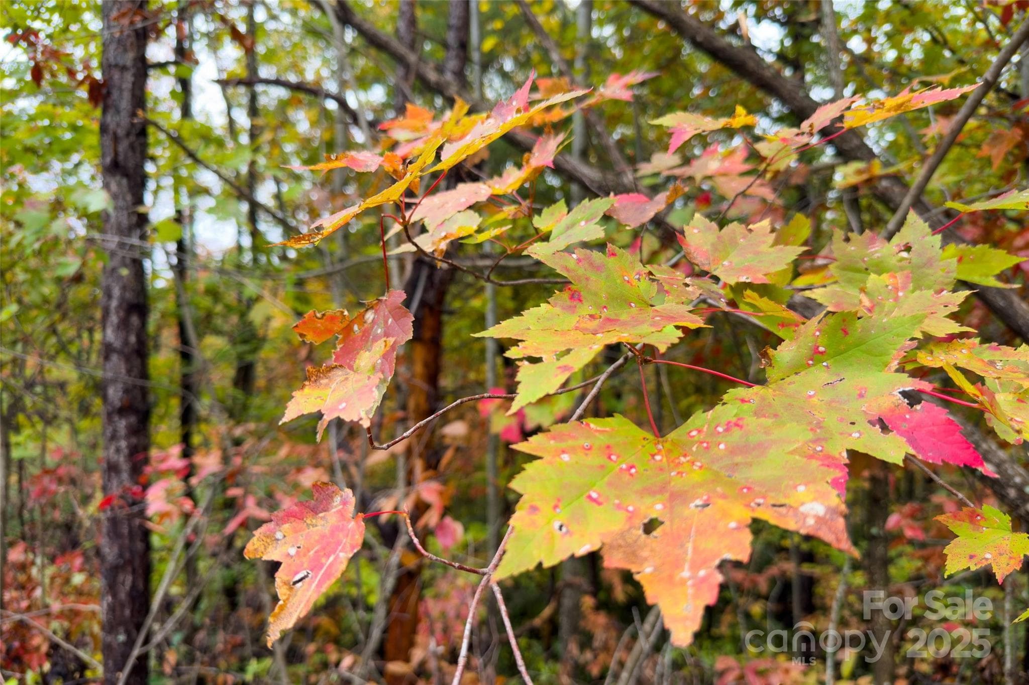 Lot at Old Fort, photo 41 of 48