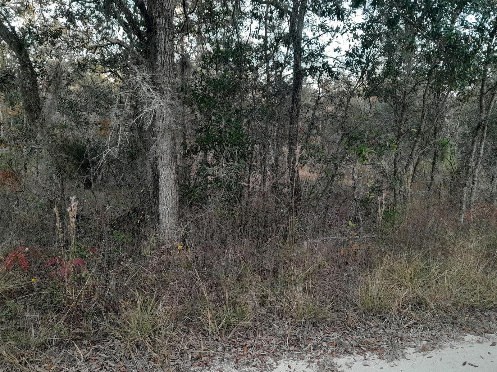 Land at 1531 NE 123RD AVE, WILLISTON, photo 4 of 4