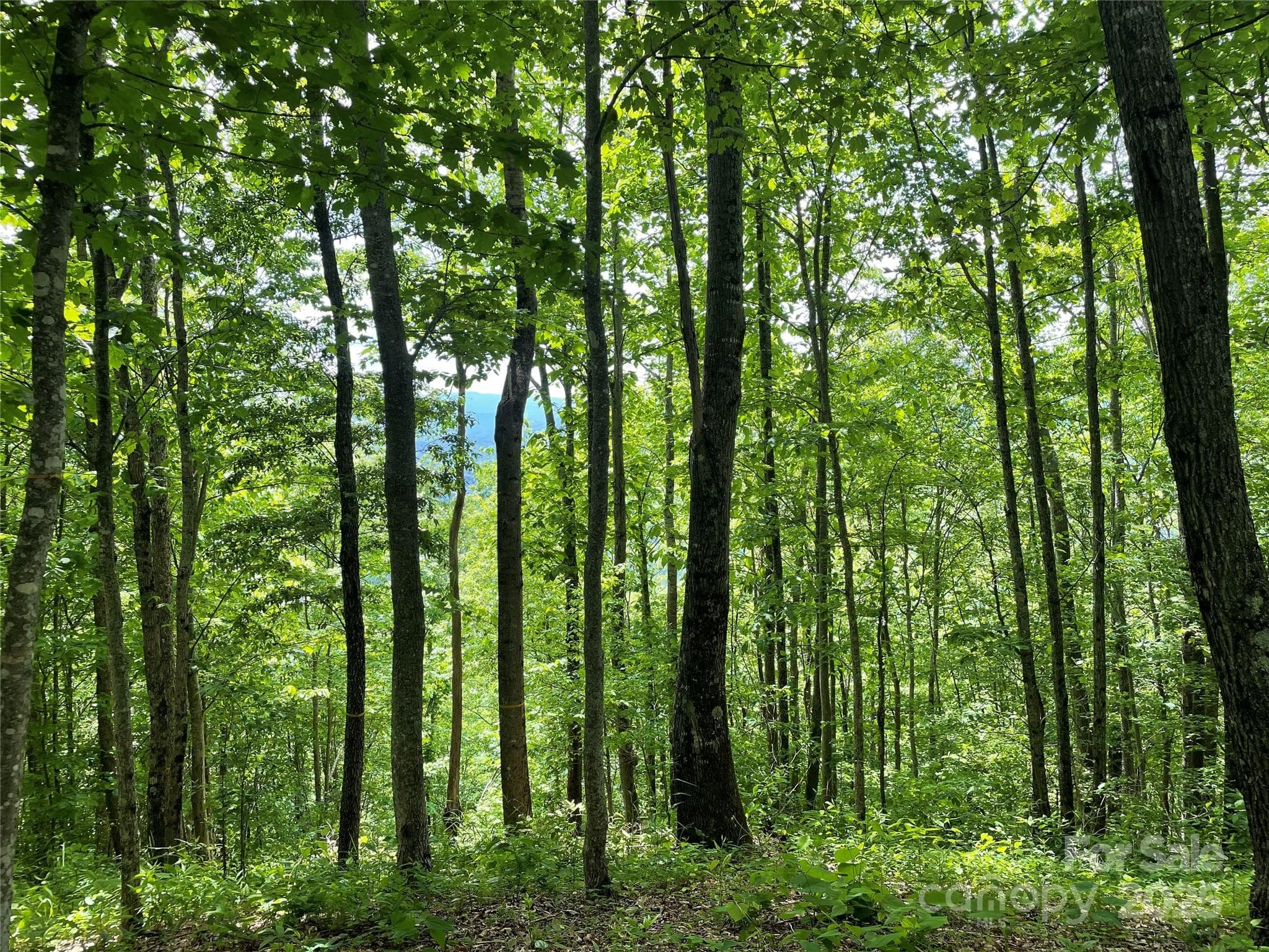 Lot at Sylva, photo 9 of 11