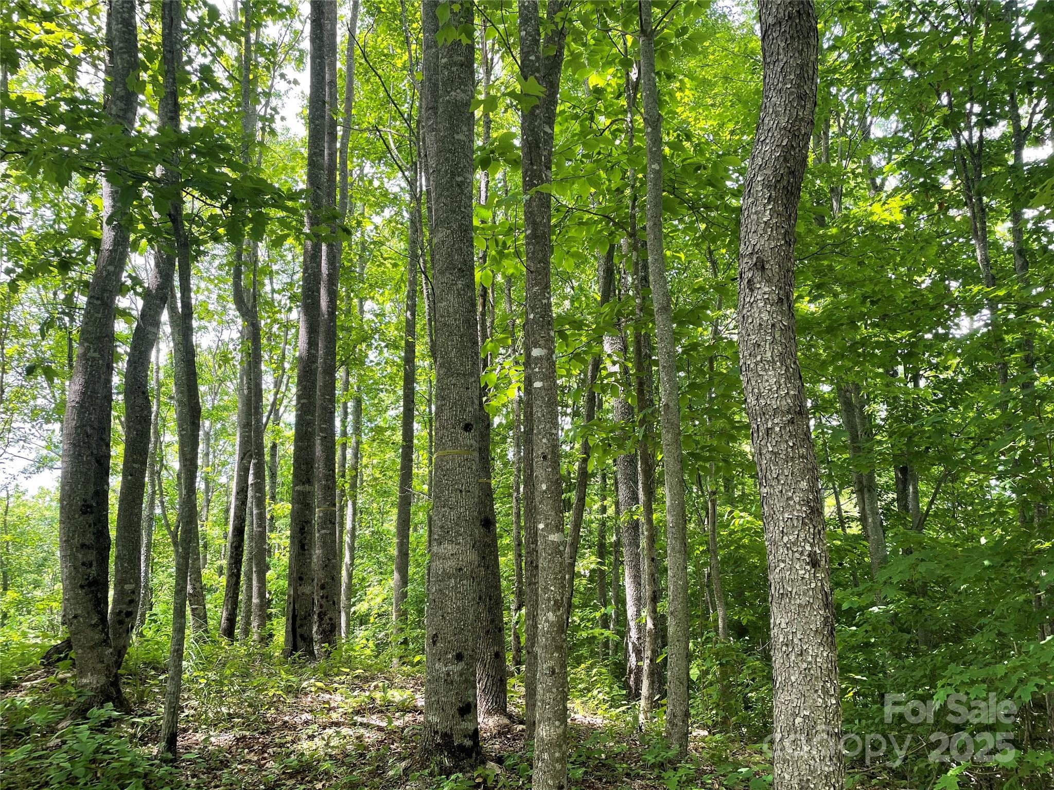 Lot at Sylva, photo 10 of 11