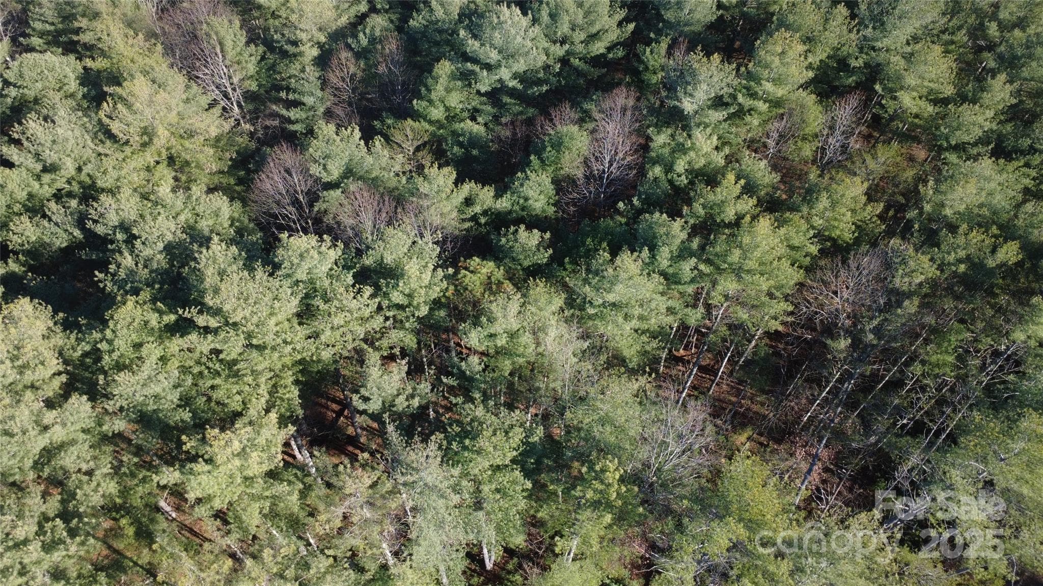 Lot at 597 Peninsula Reserve Road, Nebo, photo 15 of 24