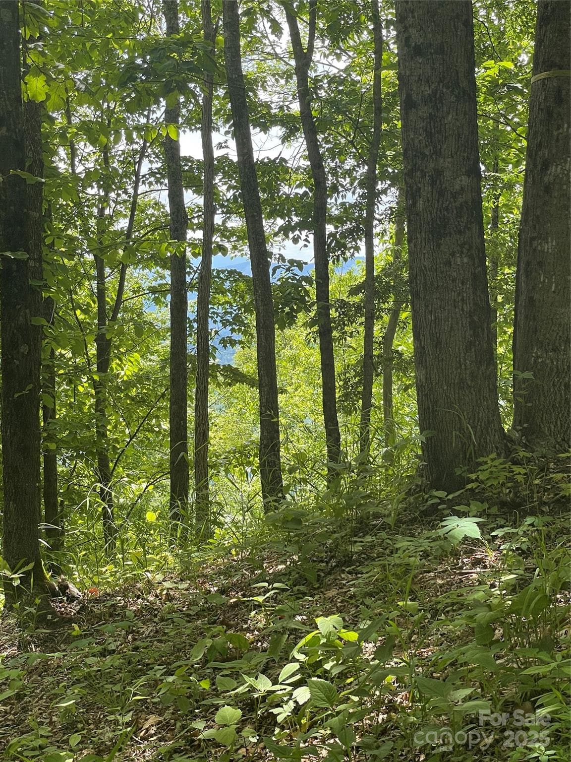 Lot at Sylva, photo 8 of 11
