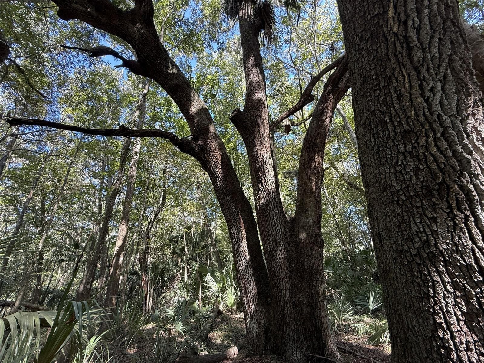 Land at DR #7 (10ac) NW 193RD ST, MICANOPY, photo 5 of 7