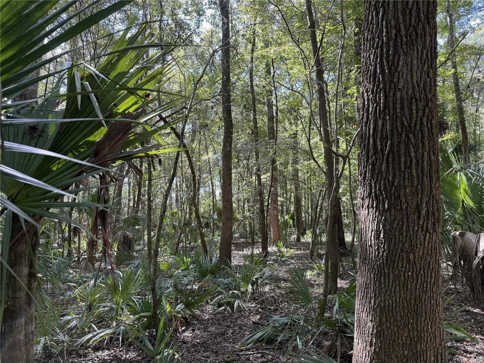 Land at DR #7 (10ac) NW 193RD ST, MICANOPY, photo 6 of 7