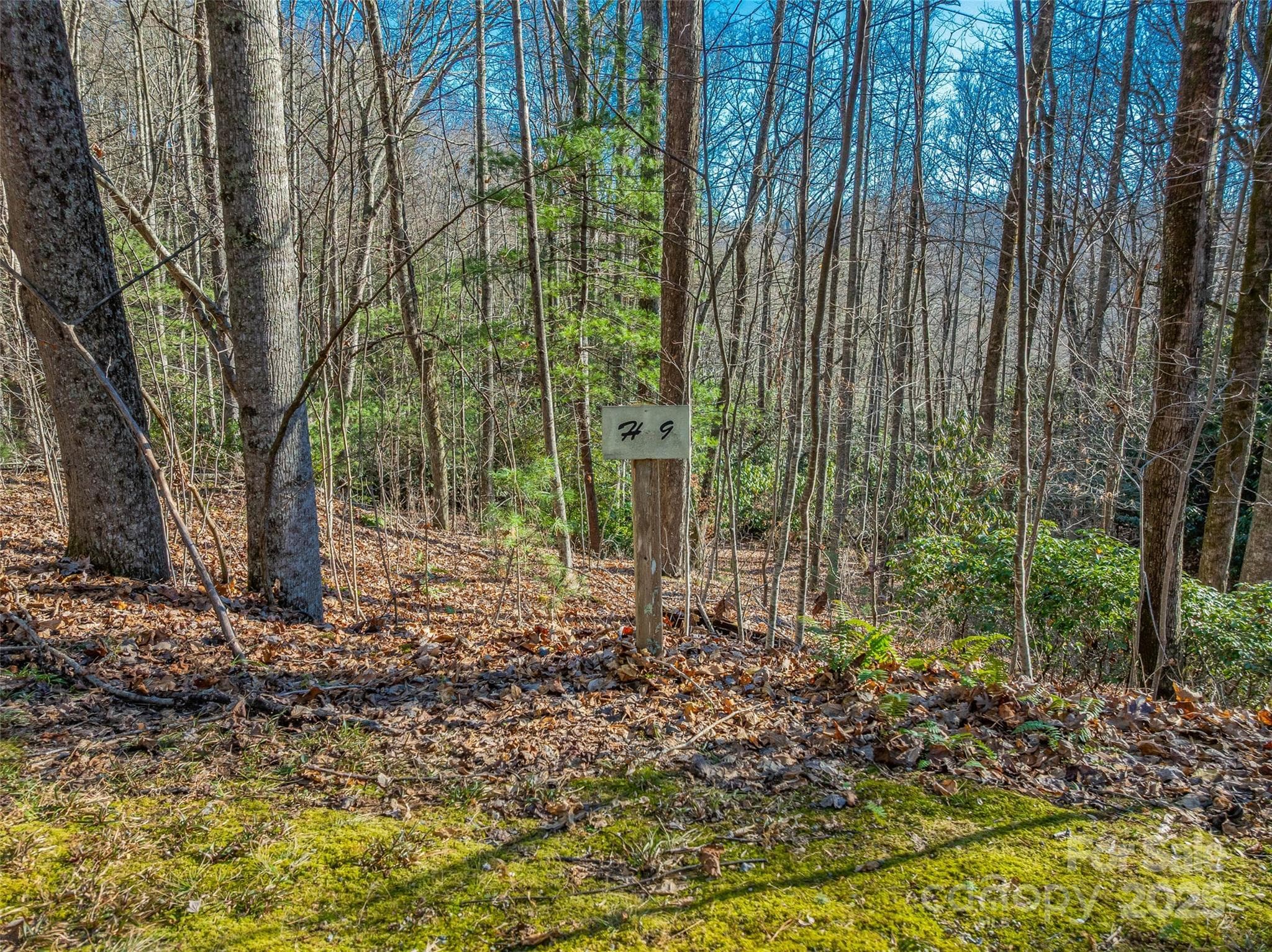 TBD Ladys Fern Trail
