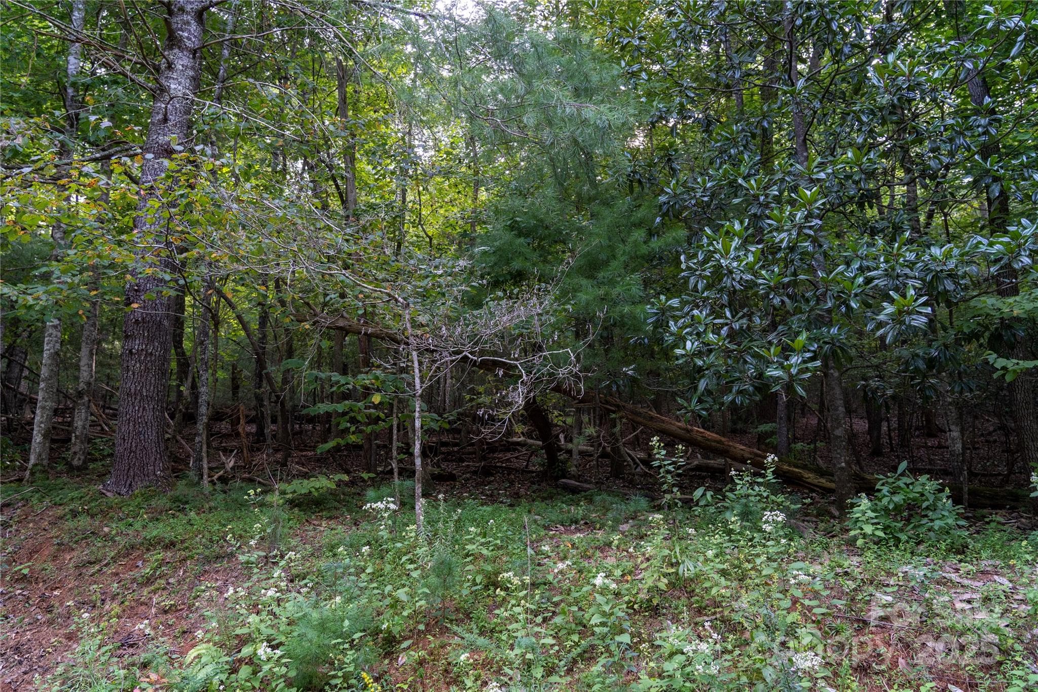 Lot at 0 Swans Way E, Lake Lure, photo 8 of 11