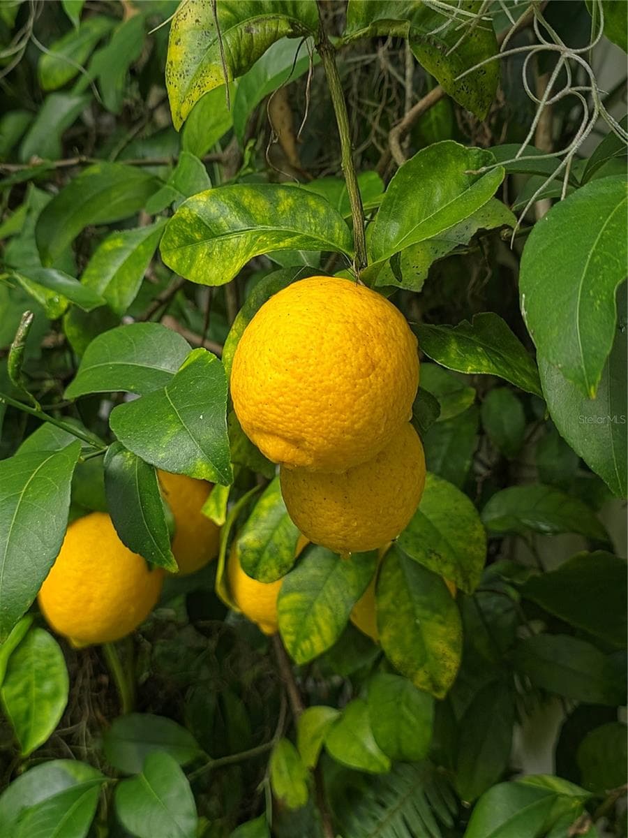 Fruit tree - 34041 HIGHLAND RD, LEESBURG
