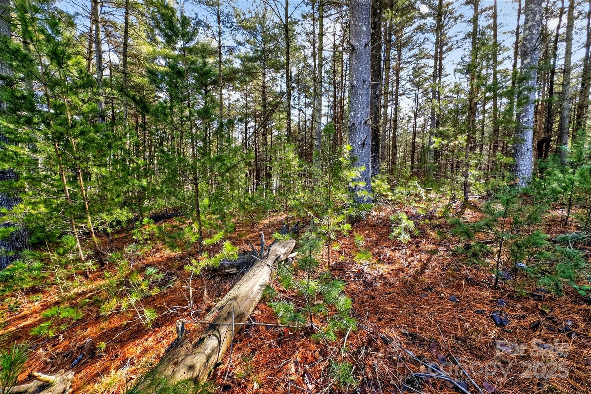 Lot at Nebo, photo 38 of 47