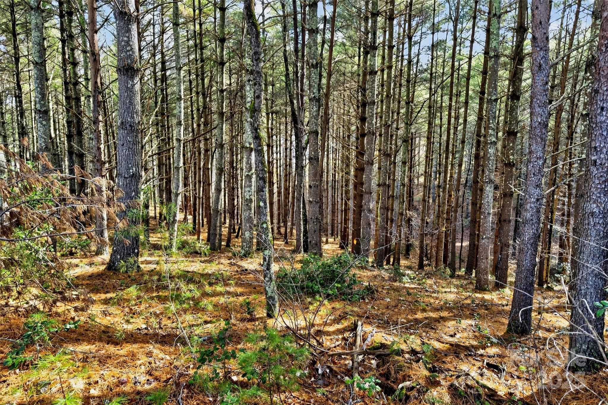 Lot at Nebo, photo 40 of 47