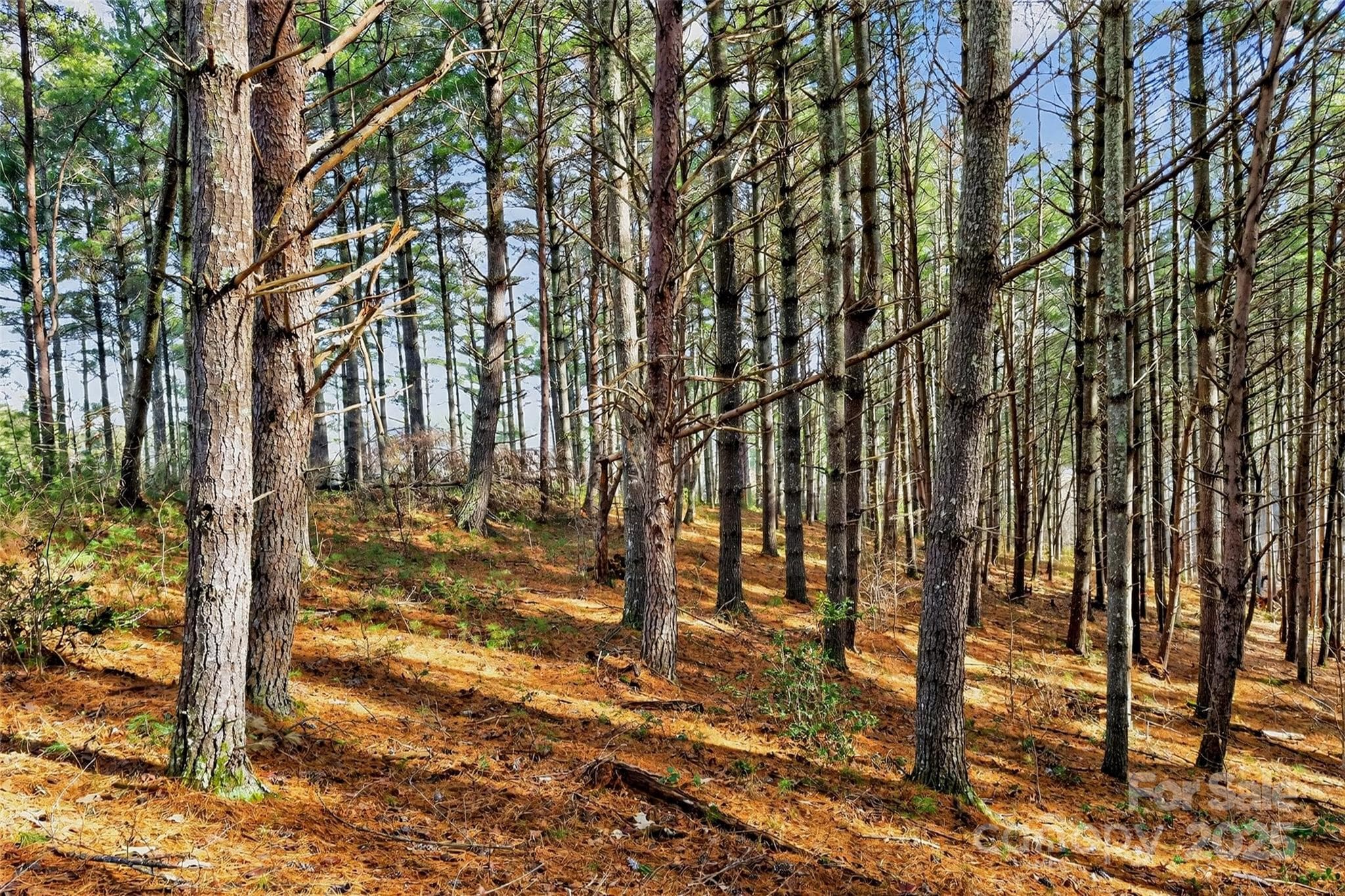 Lot at Nebo, photo 42 of 47