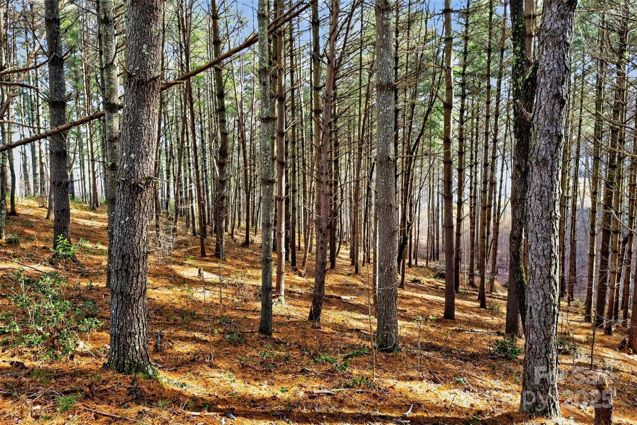 Lot at Nebo, photo 43 of 47