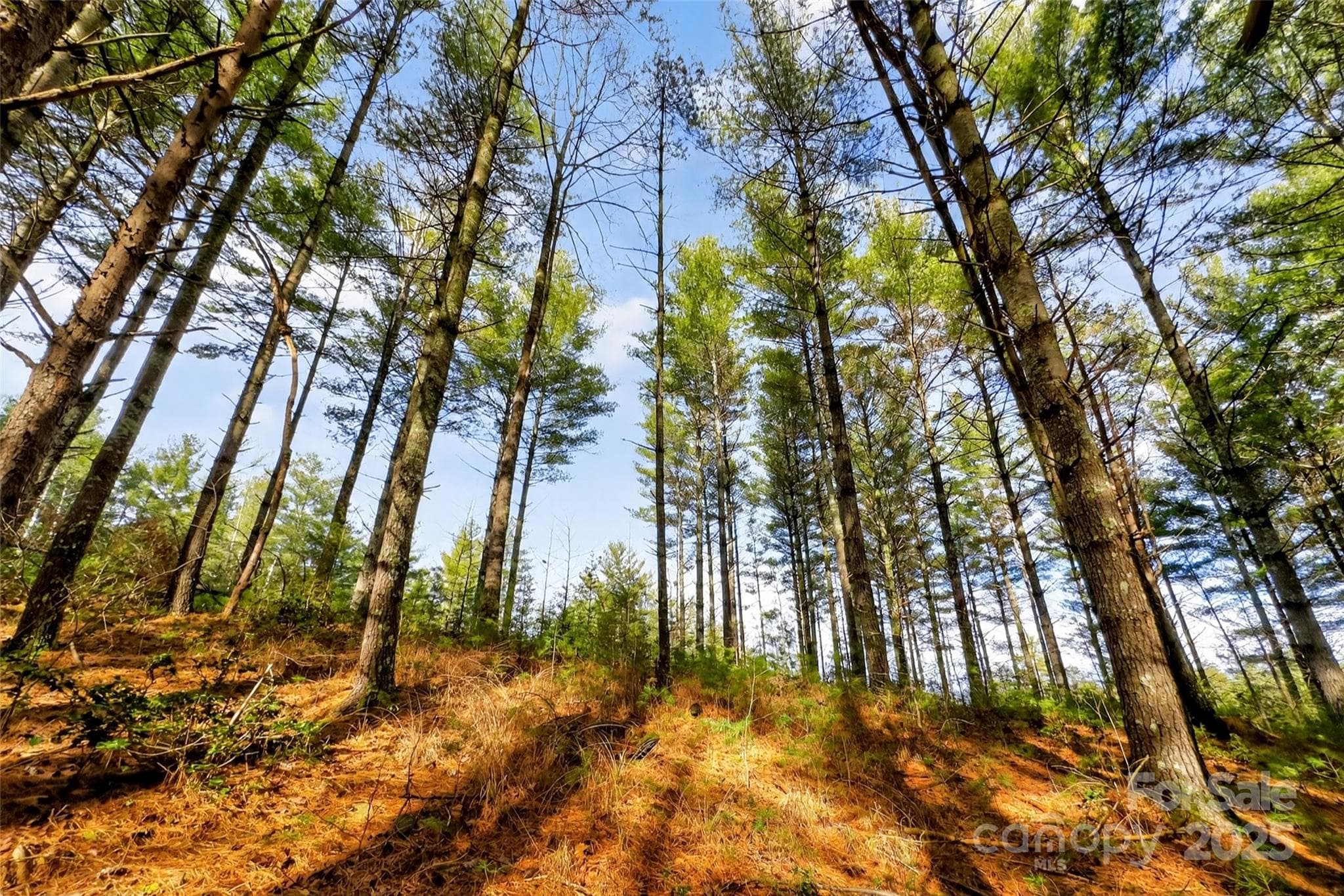 Lot at Nebo, photo 44 of 47