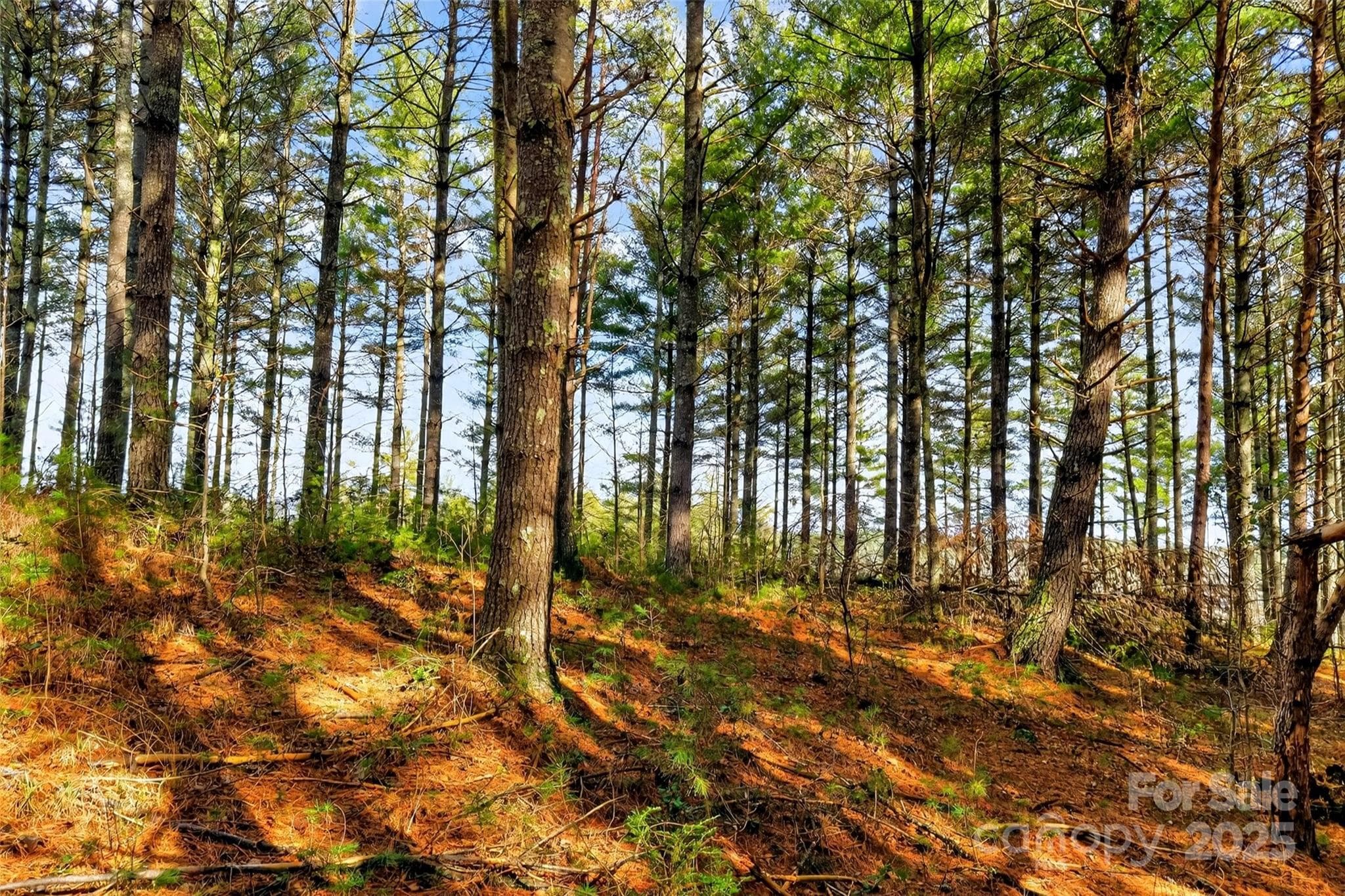 Lot at Nebo, photo 45 of 47