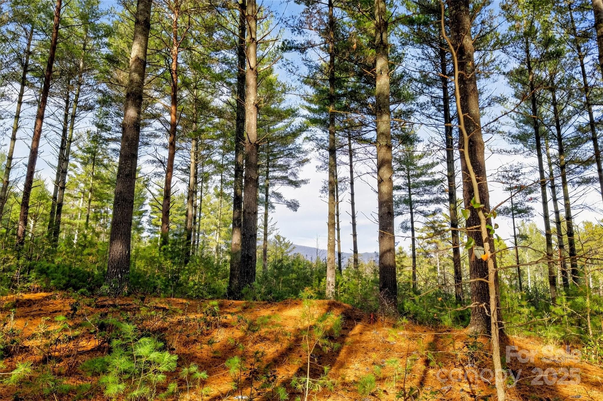 Lot at Nebo, photo 46 of 47