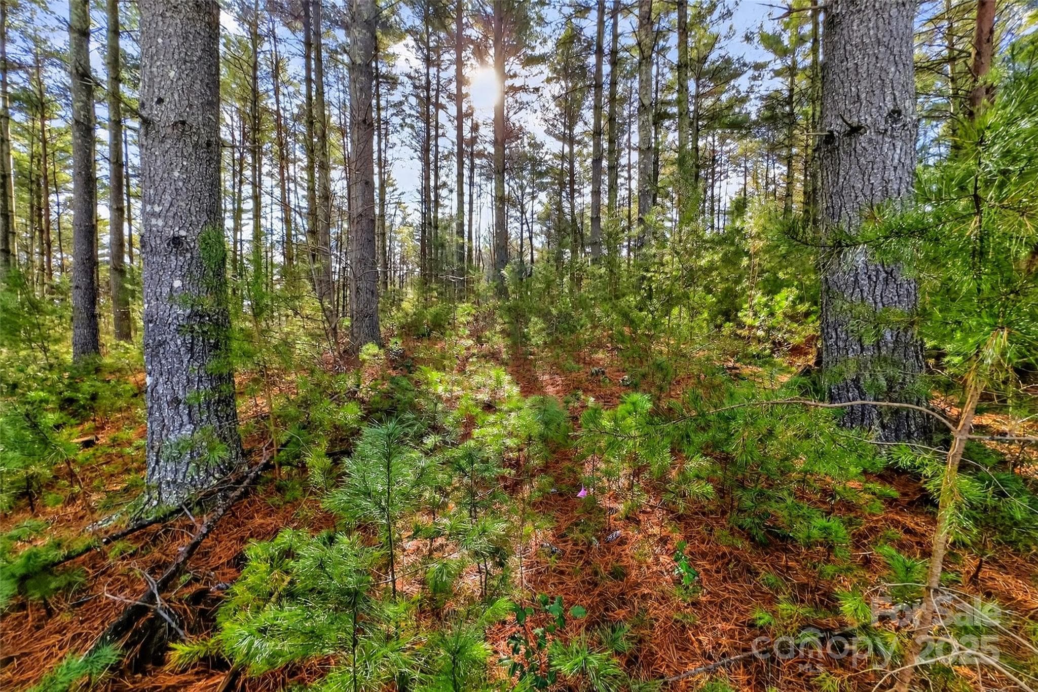Lot at Nebo, photo 47 of 47