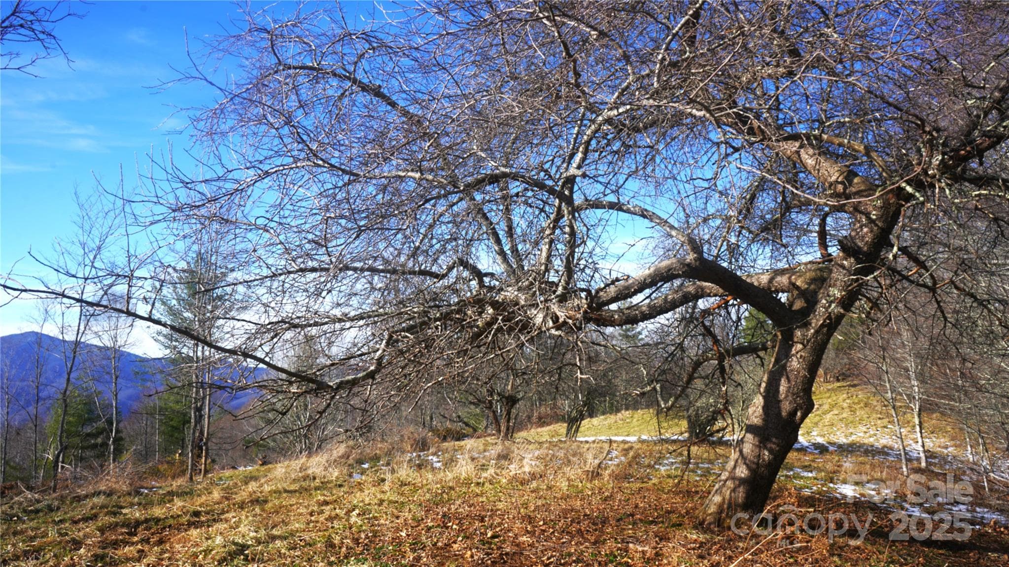 Mountain view, trees in open pastures - Burnsville