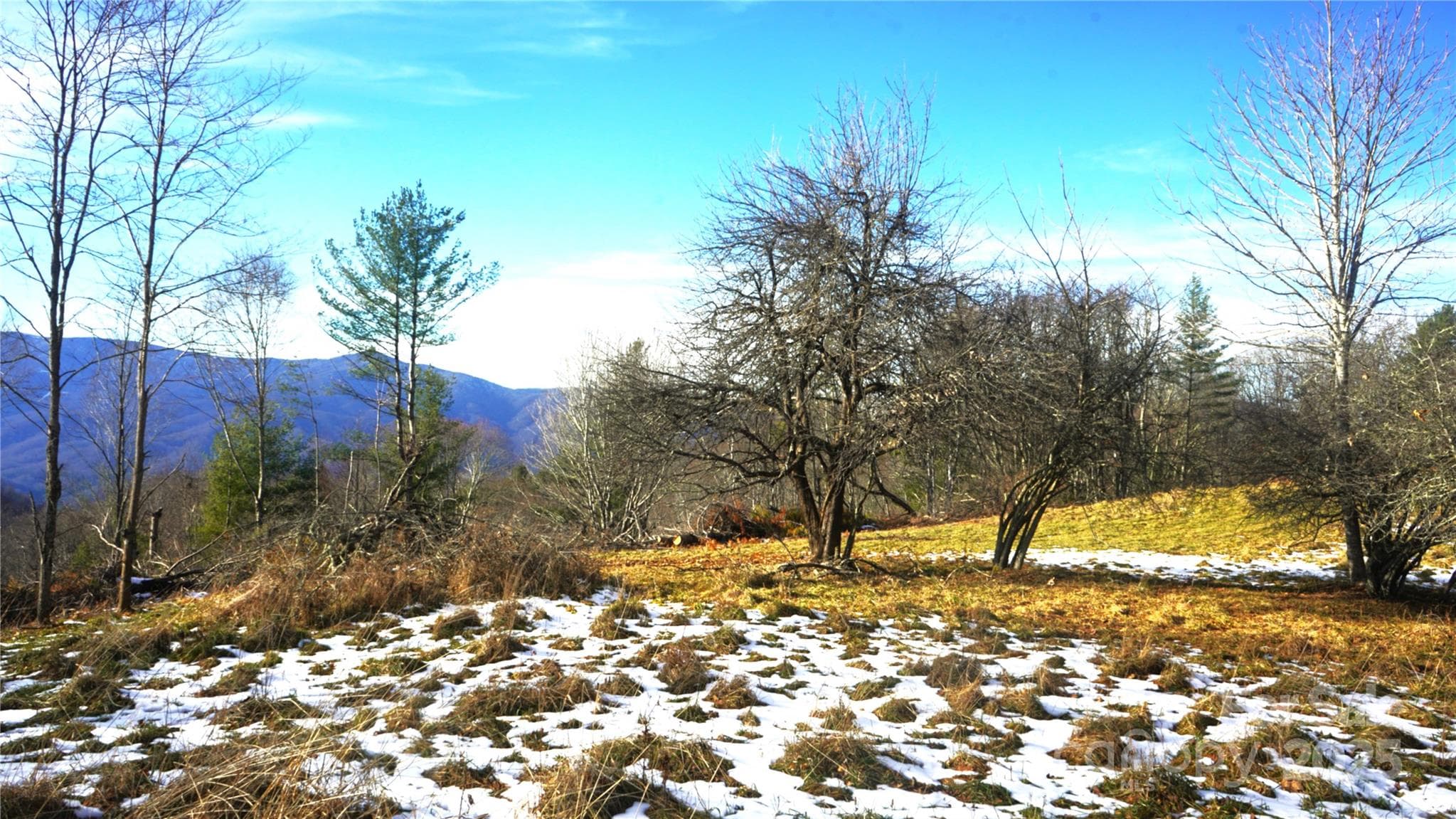 Mtn top meadows, old apple trees - Burnsville