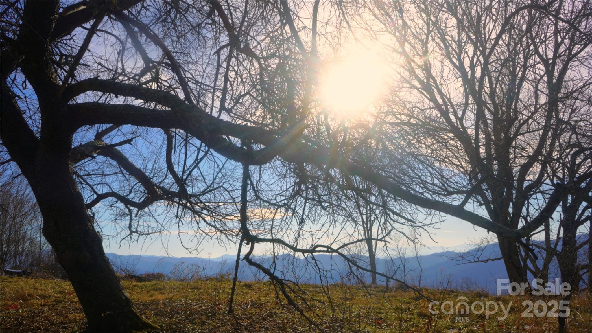 Winter sun, old apple tree, south views - Burnsville