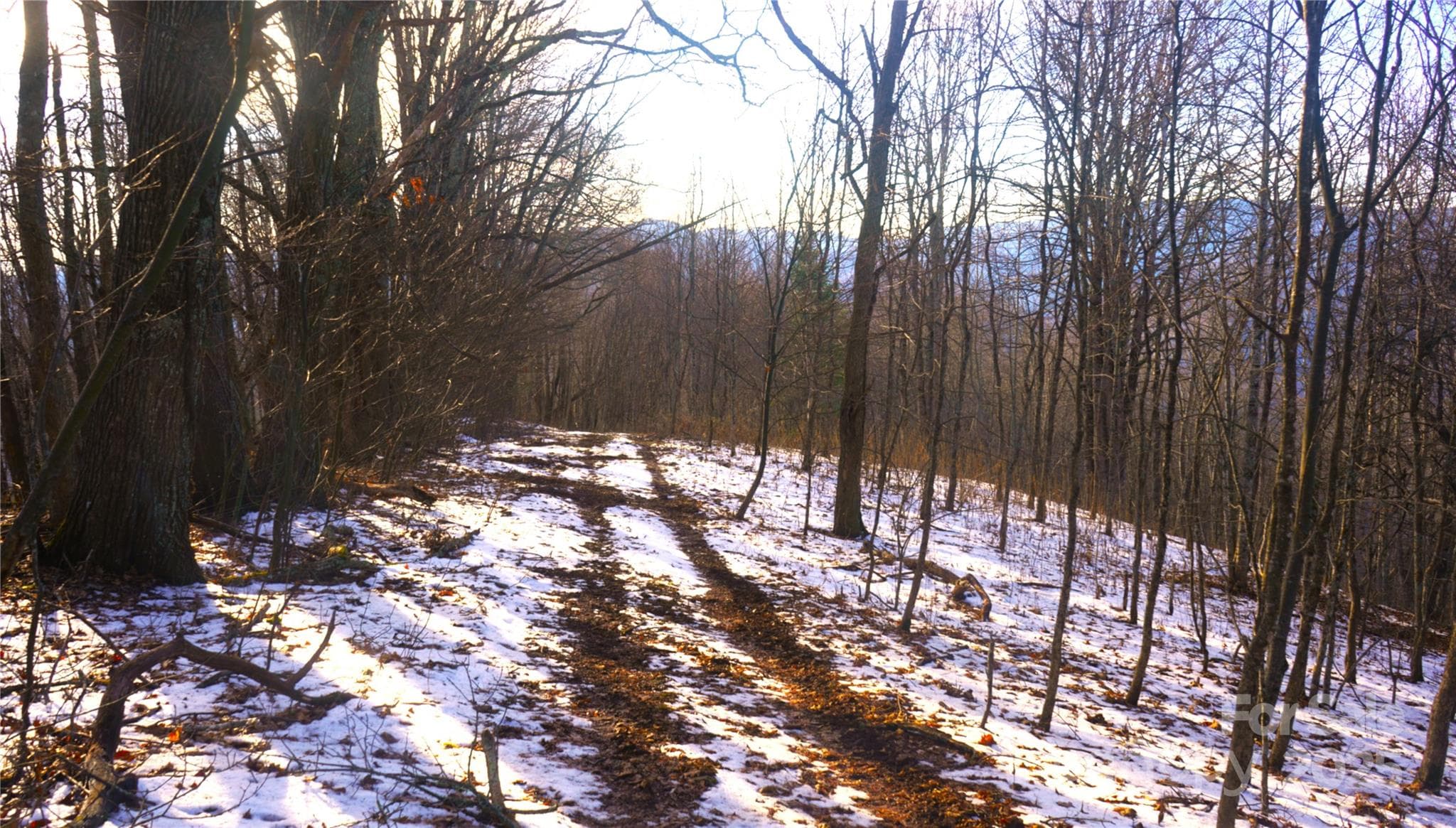 Rt side of woods-shows old field, young saplings - Burnsville