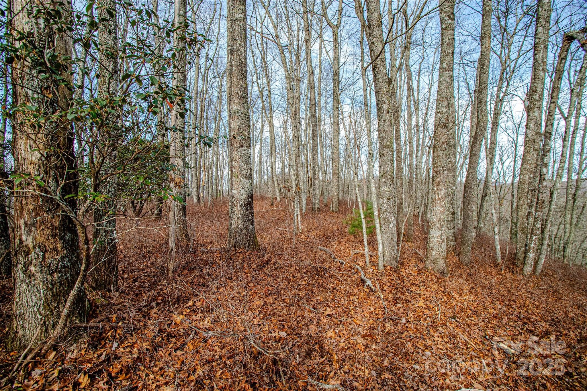 Acreage at TBD Tannassee Creek Road, Tuckasegee, photo 21 of 64