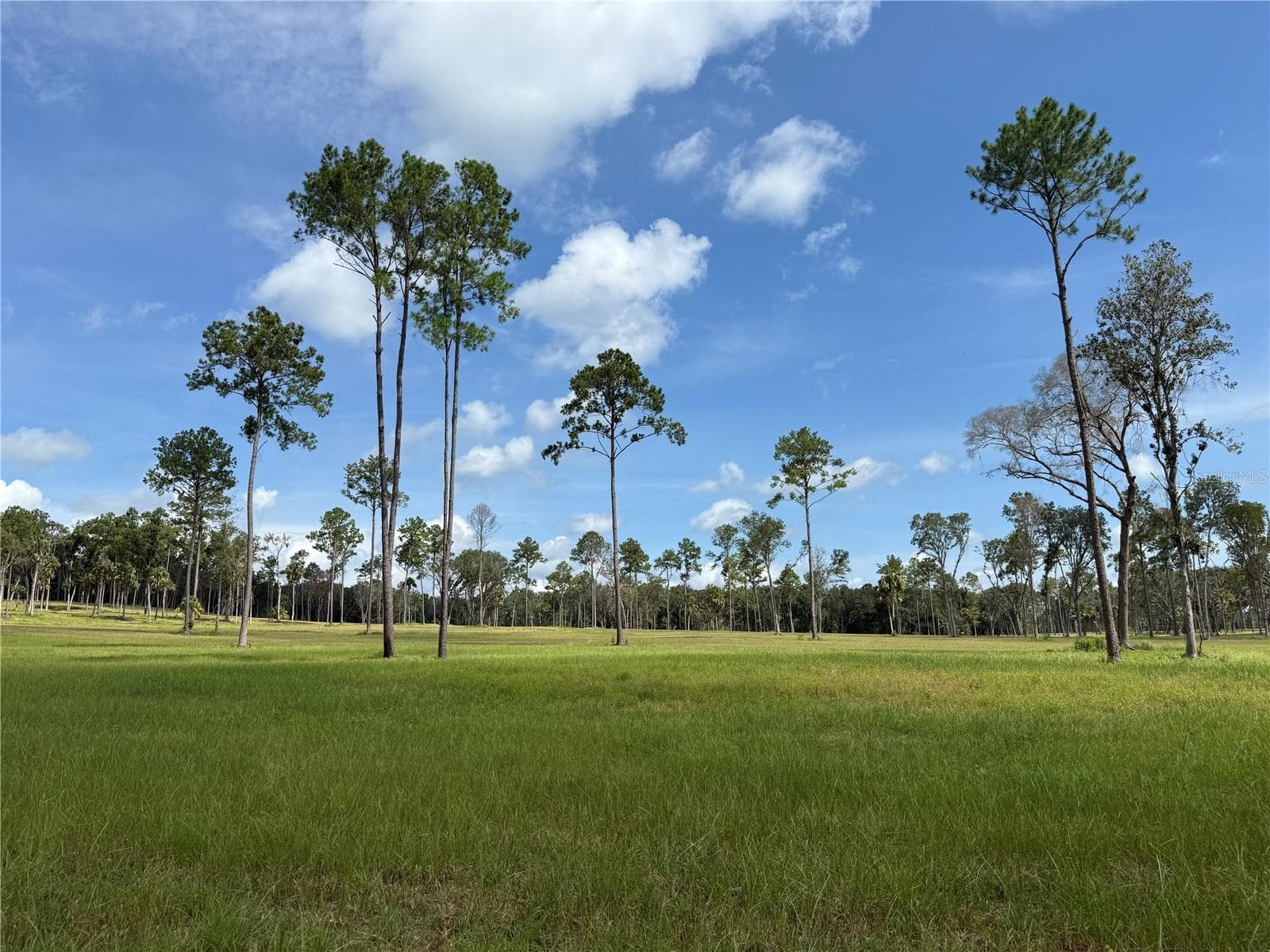 Land at DO #6 (24ac) NW 193RD ST, MICANOPY, photo 8 of 11