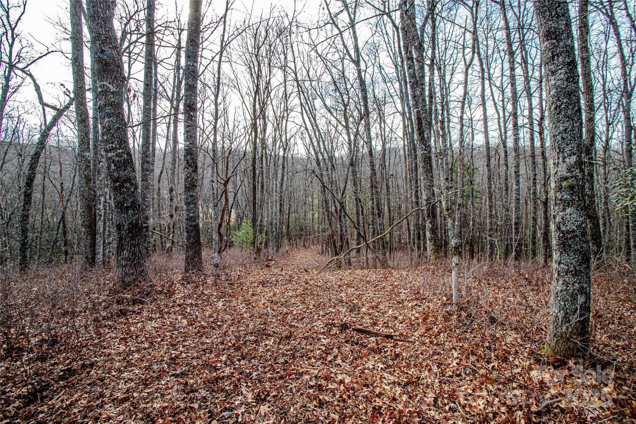 Acreage at TBD Tannassee Creek Road, Tuckasegee, photo 19 of 64