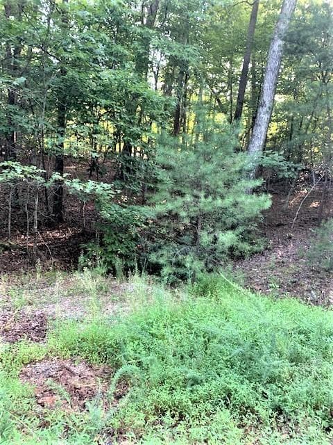 shots of lot vegetation - Lake Lure