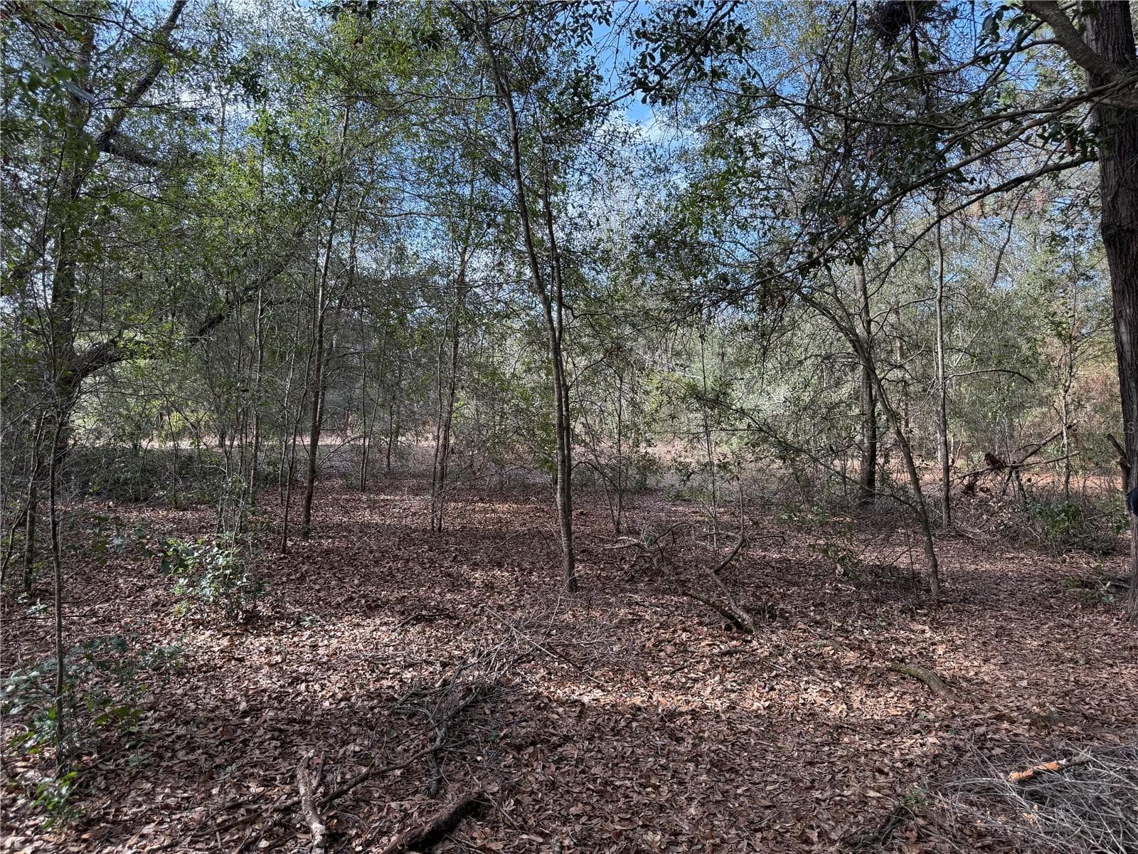 Land at SE 92ND CT, BELLEVIEW, photo 5 of 17