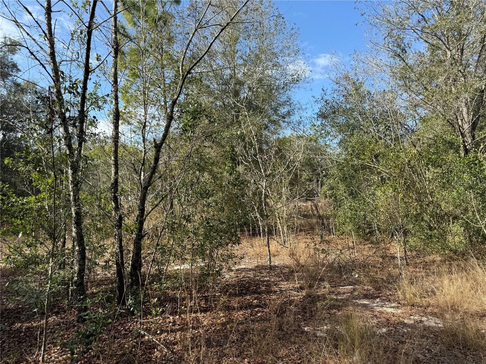 Land at SE 92ND CT, BELLEVIEW, photo 3 of 17
