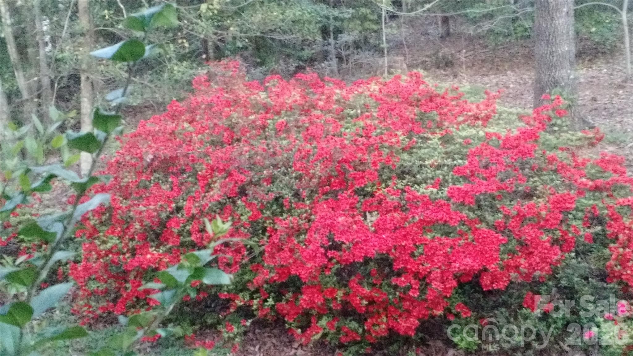 Azaleas when in bloom the entire bank is fire red - 3065 Woodstream Drive, Valdese