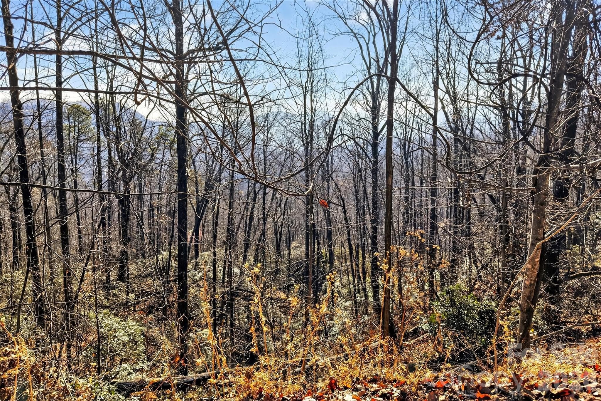 Plenty of wooded areas left. You can clear more if you like. - Old Fort