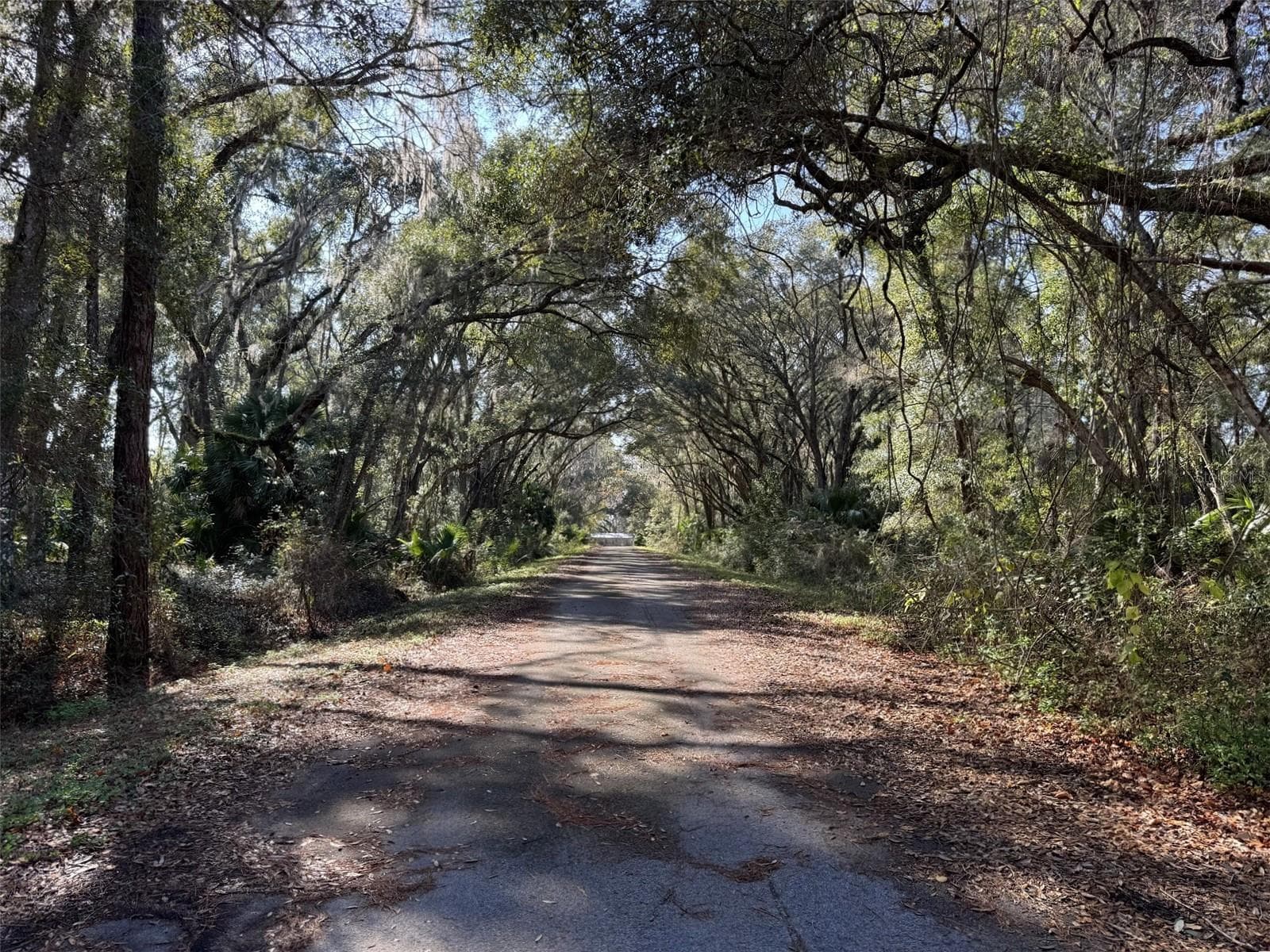 Paved Road Looking from FisherRoad - SEQUOIA LOOP TRAK, OCKLAWAHA