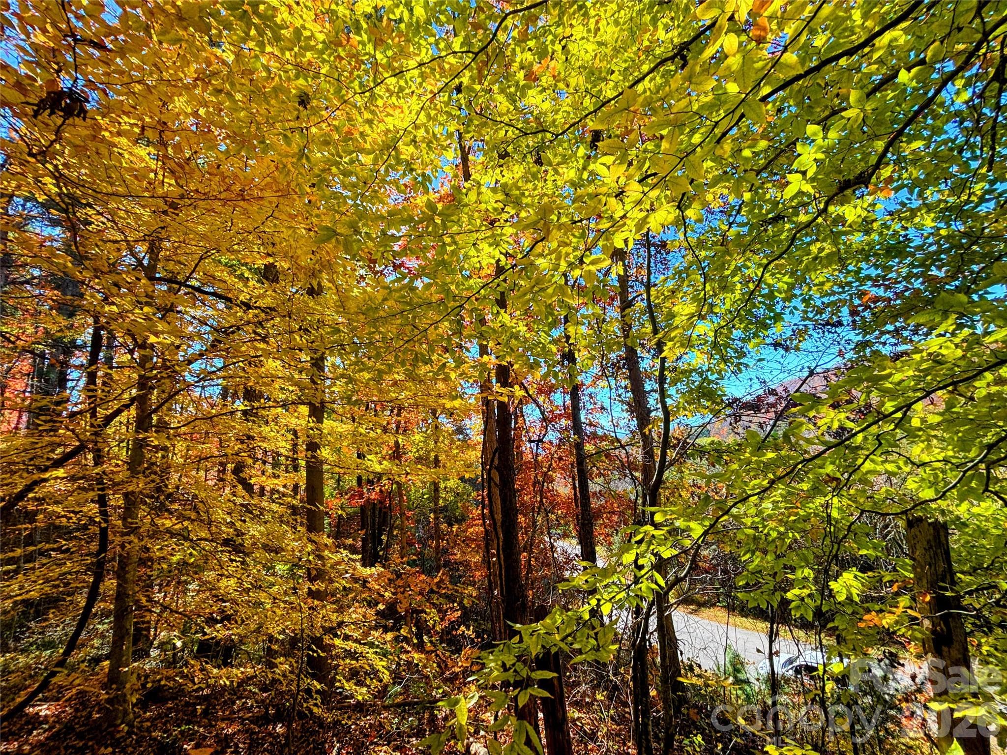 Fall Colors from Lot 11-5-25 - Weaverville