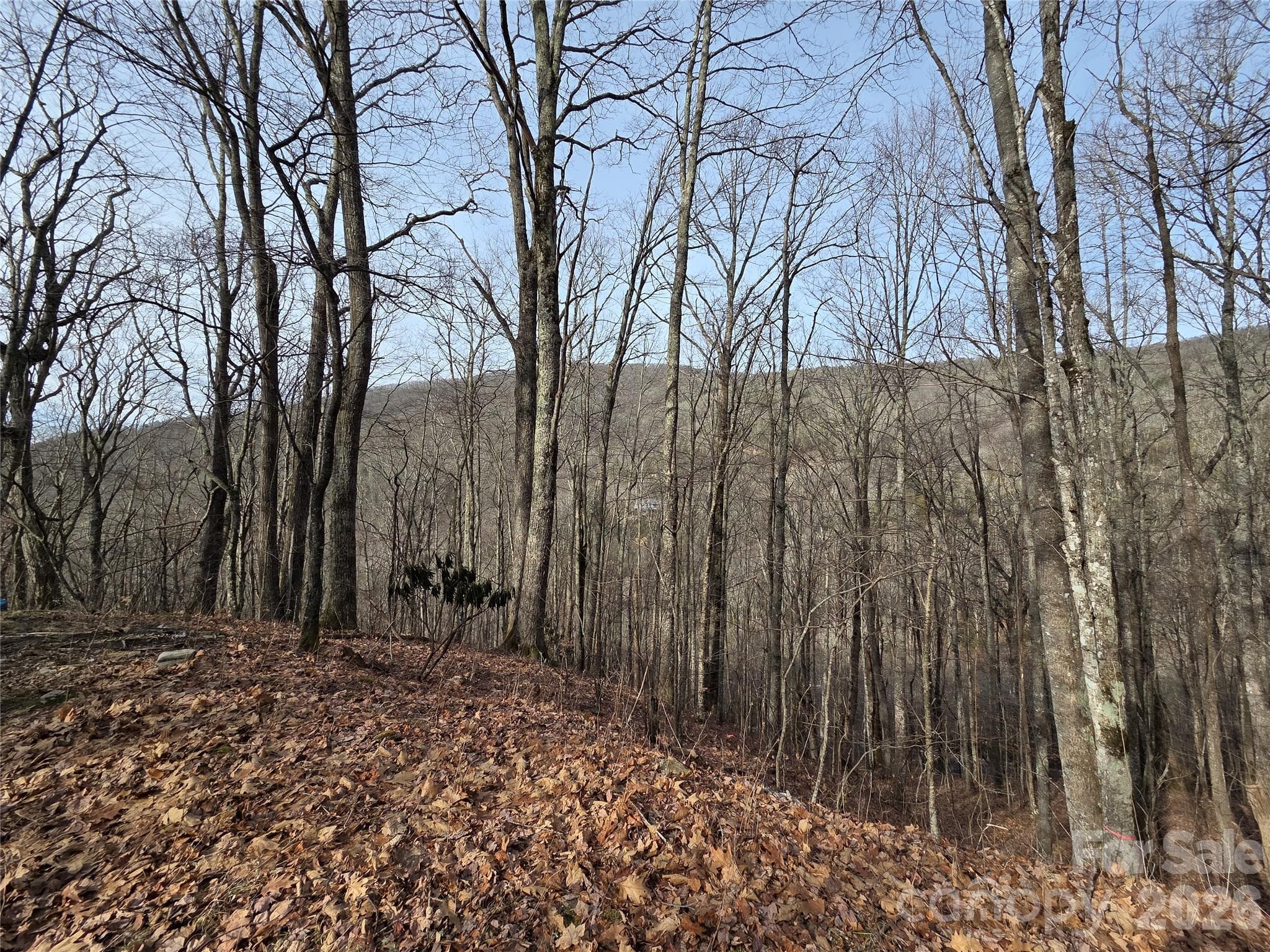 Buckeye Woodlands