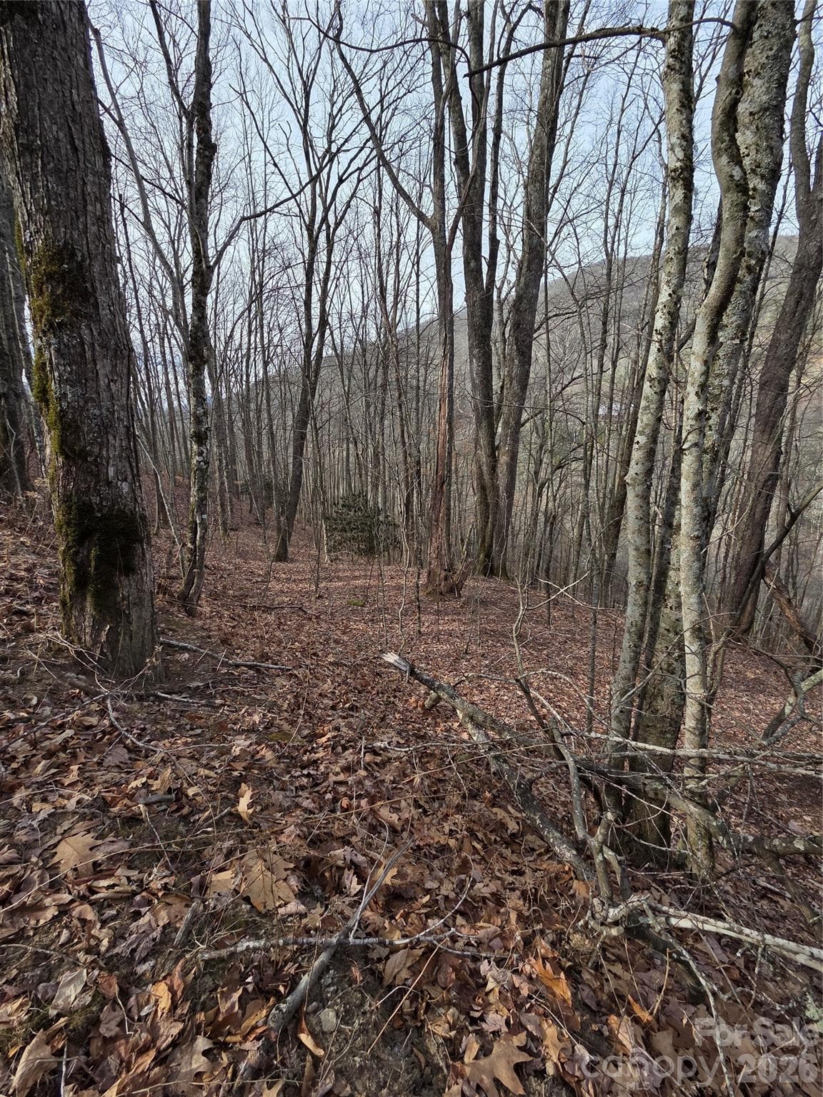 Lot at Buckeye Woodlands, Maggie Valley, photo 15 of 17
