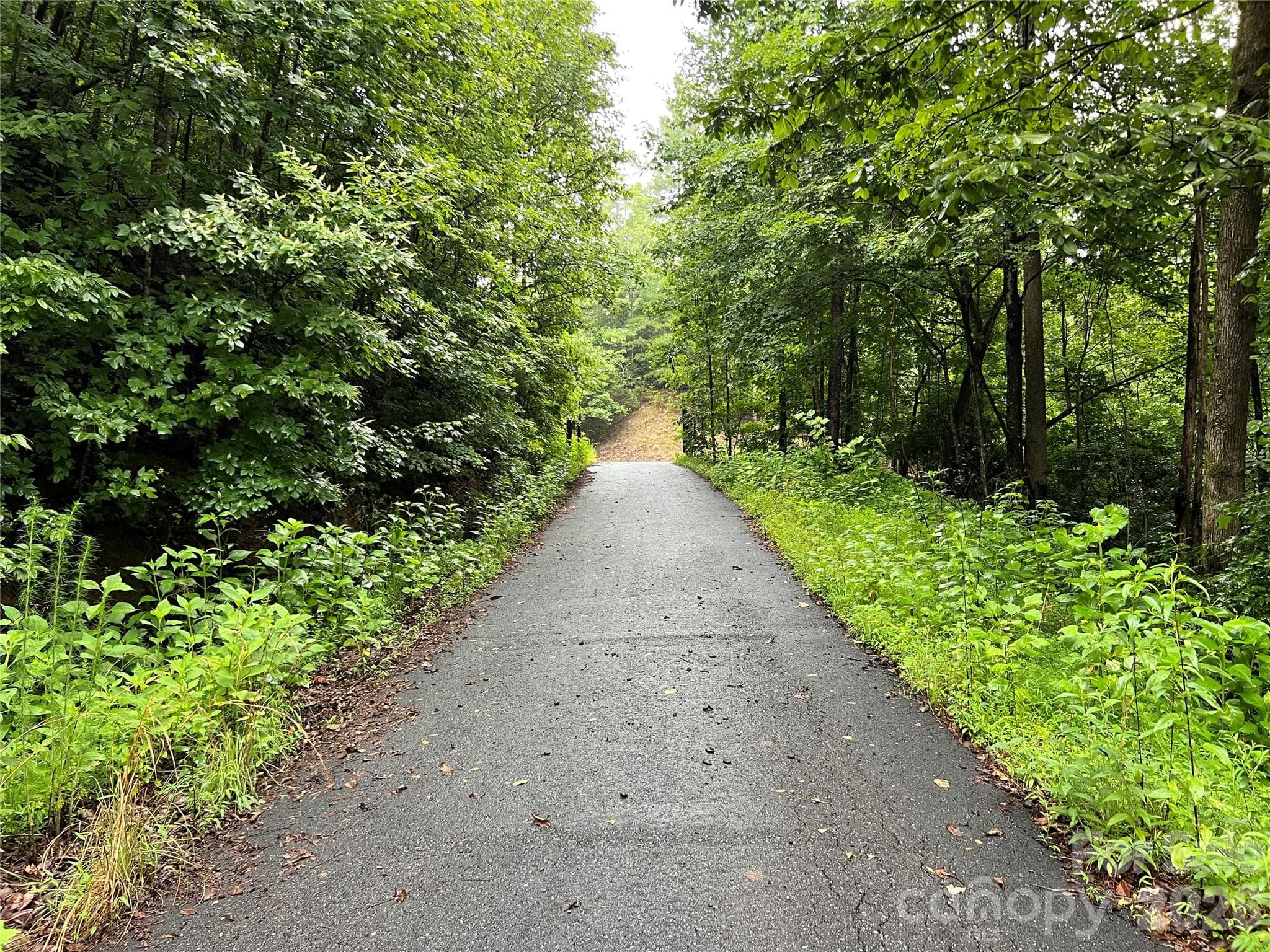 Paved access road looking toward gate at Staghorn Road - TBD Staghorn Road, Purlear