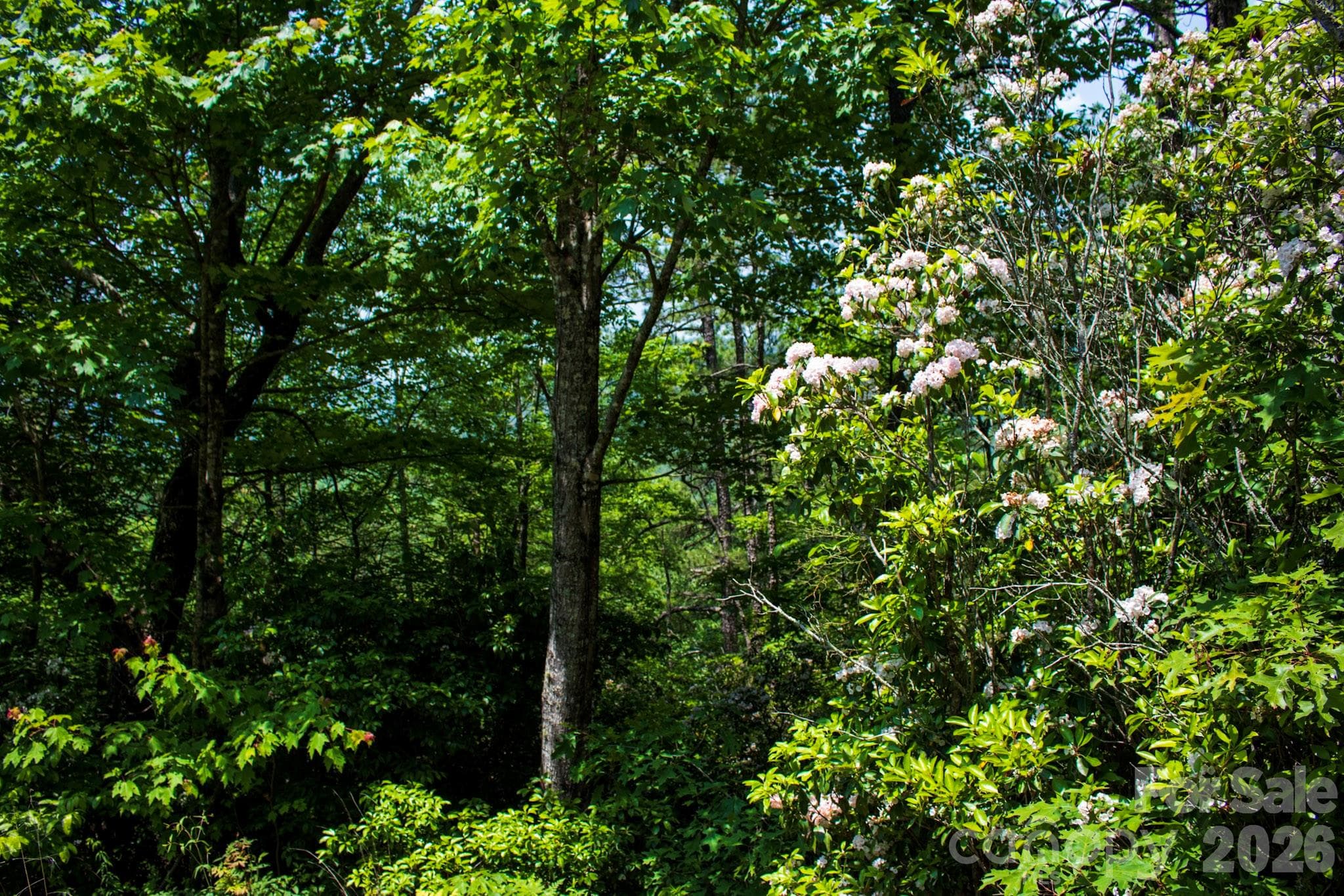 Lot at Brevard, photo 2 of 4