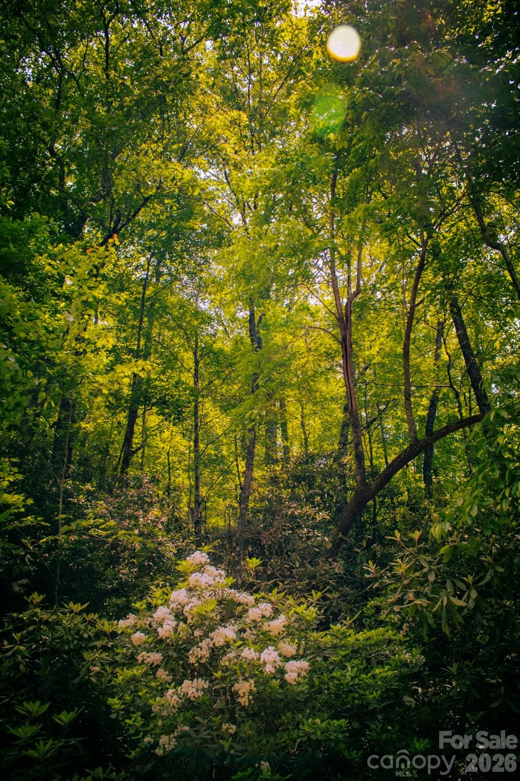 Lot at Brevard, photo 3 of 4
