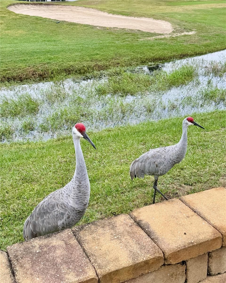 Home to Sandhill Cranes - 328 ST GEORGE DR, DAVENPORT