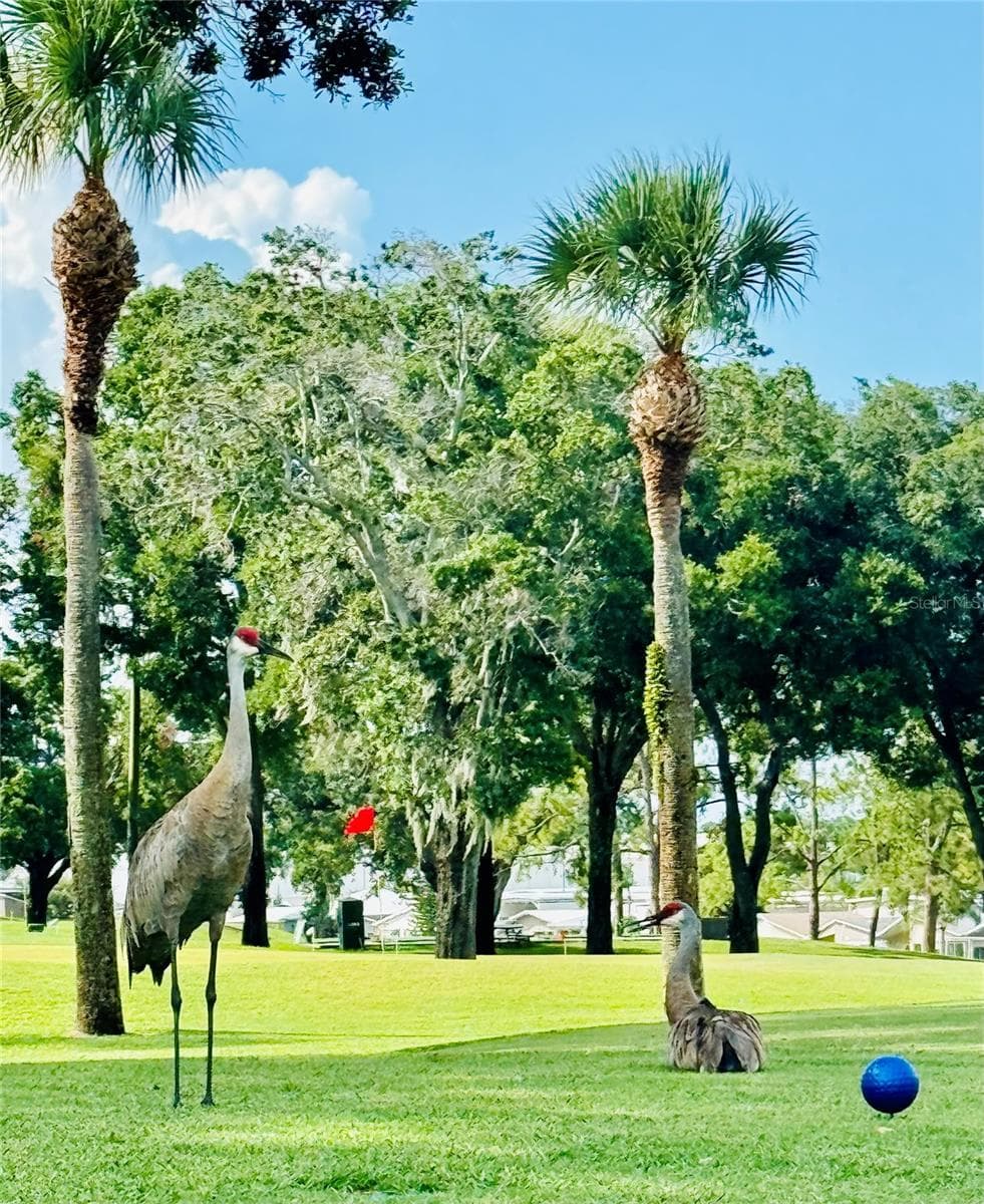 Sandhill Cranes on the golf course - 328 ST GEORGE DR, DAVENPORT