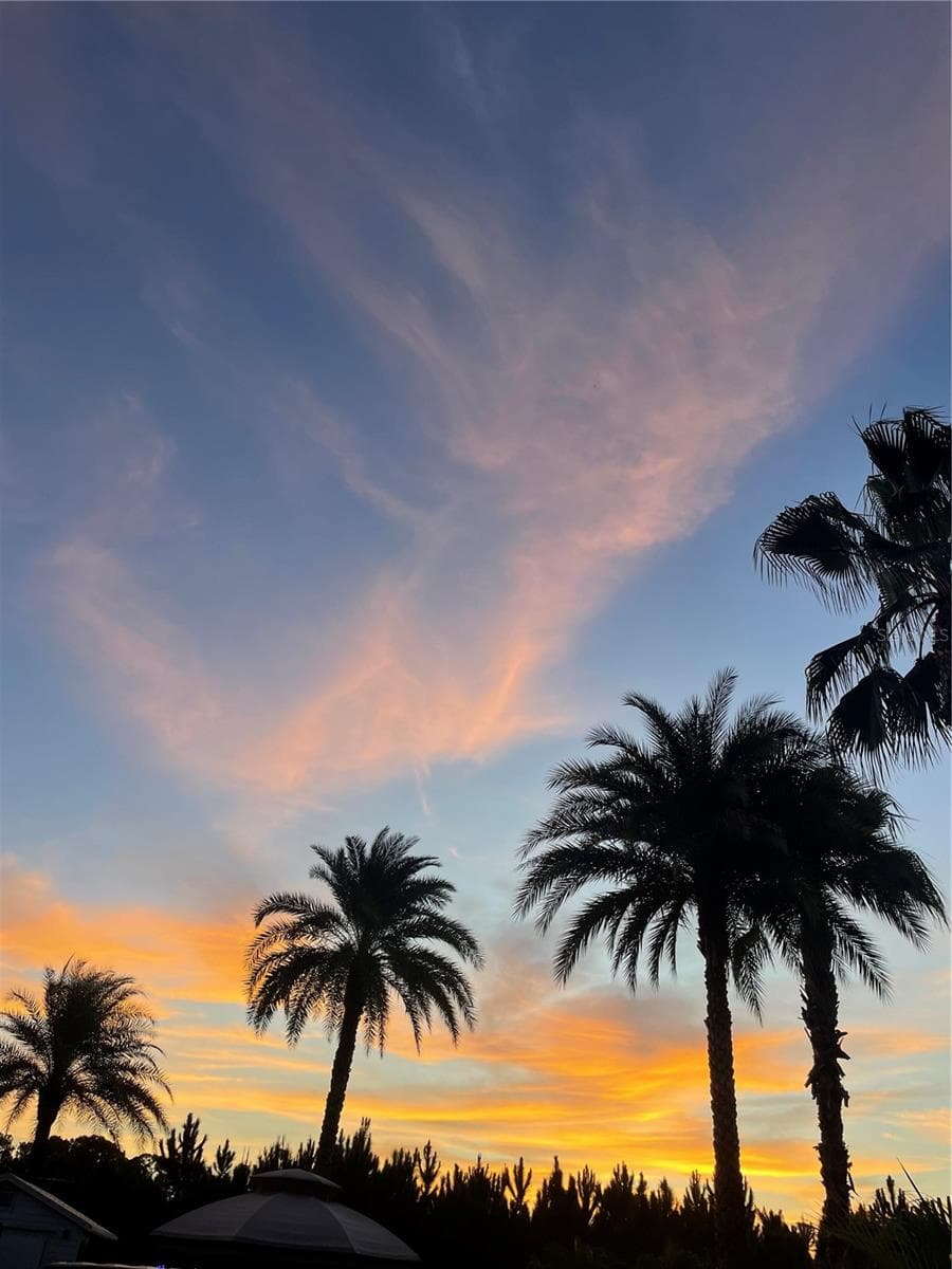 Gotta love palm trees - 328 ST GEORGE DR, DAVENPORT
