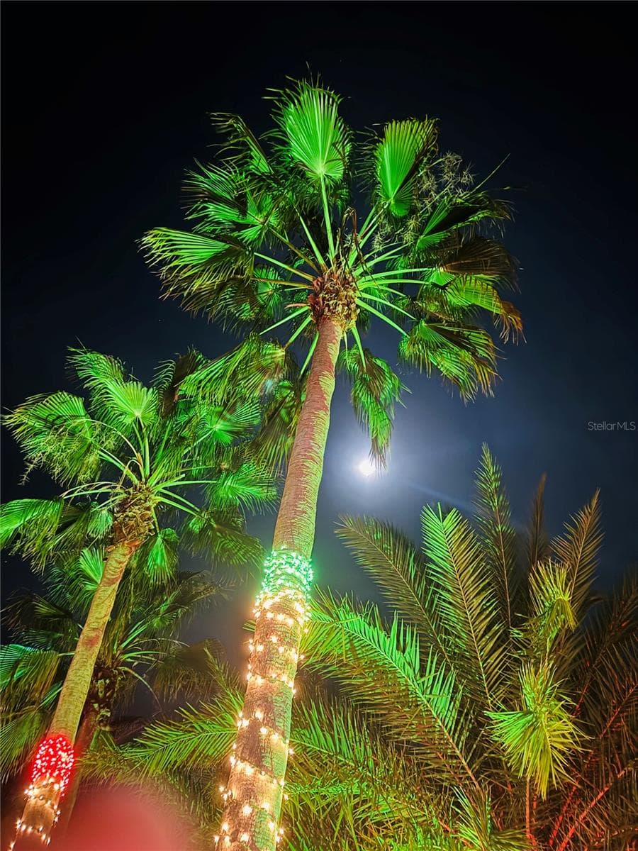 Love palm trees - 328 ST GEORGE DR, DAVENPORT