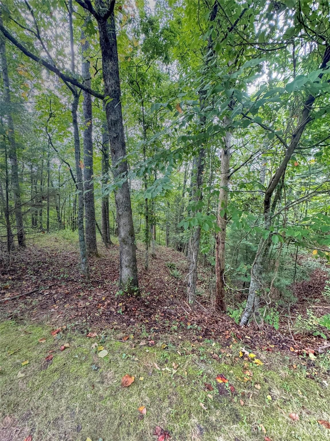 View of Lot - Hendersonville