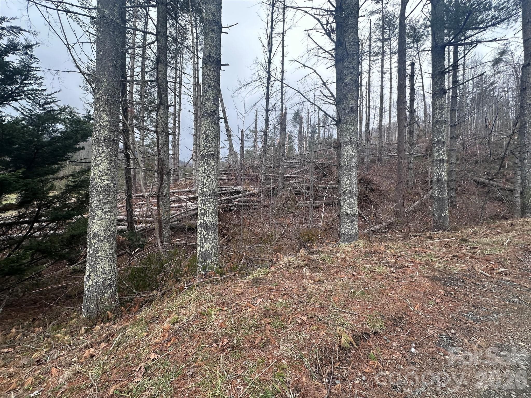 Beautiful timber still present - winter views - Bakersville
