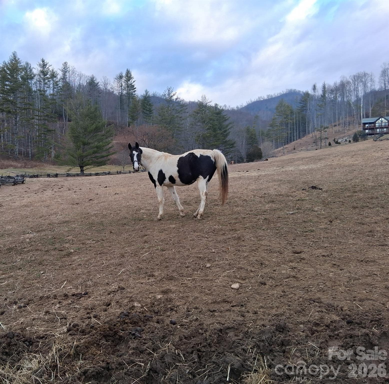 Beautiful Horses surround this lot! - Bakersville