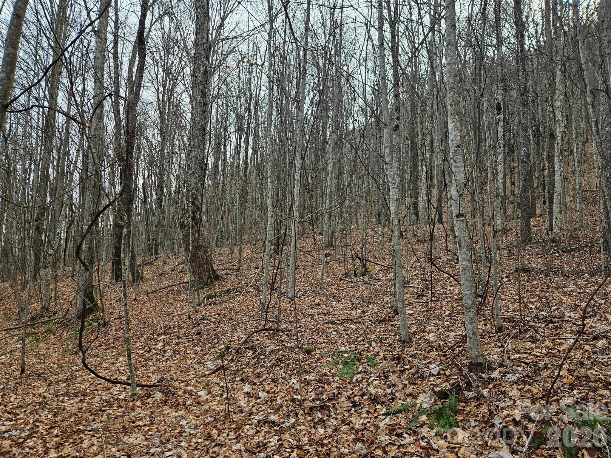 Lot at Waynesville, photo 2 of 14