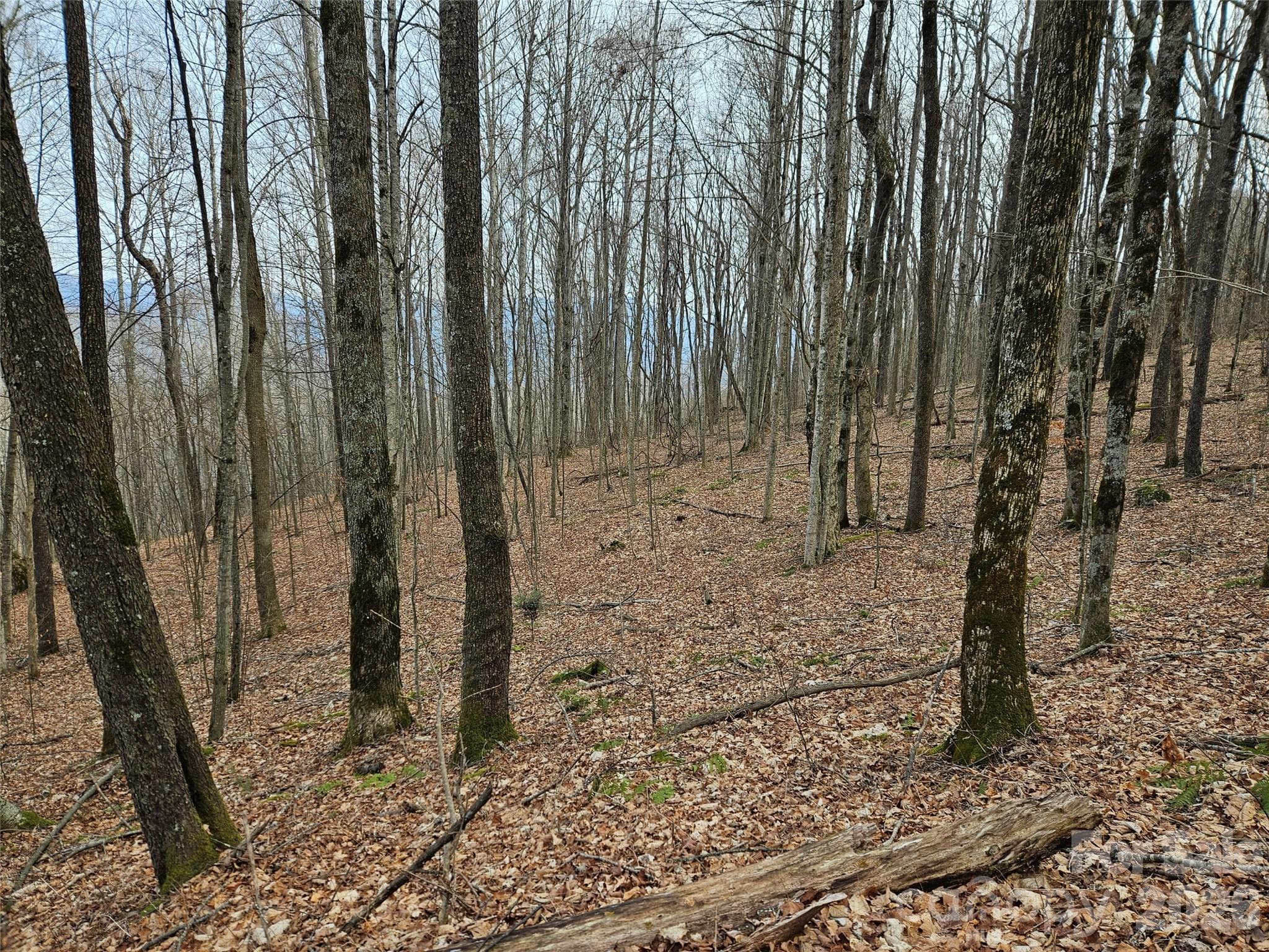 Lot at Waynesville, photo 4 of 14