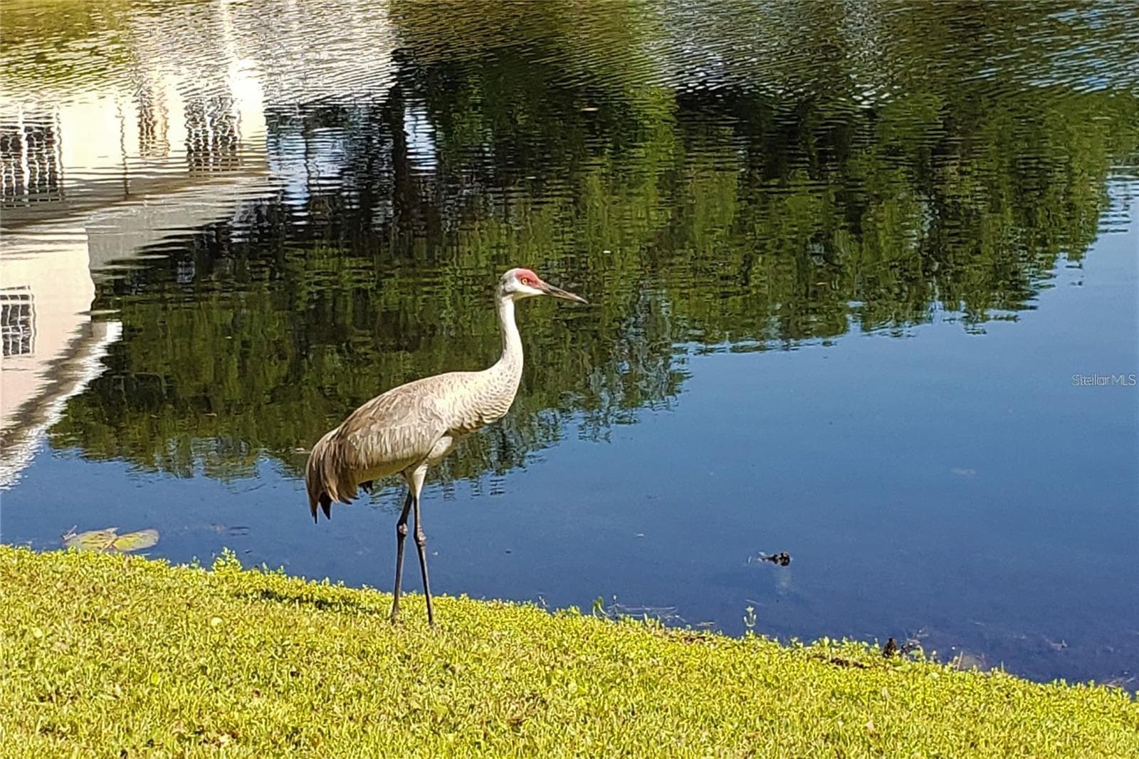 Lake Wildlife - 16013 N FLORIDA AVE, LUTZ