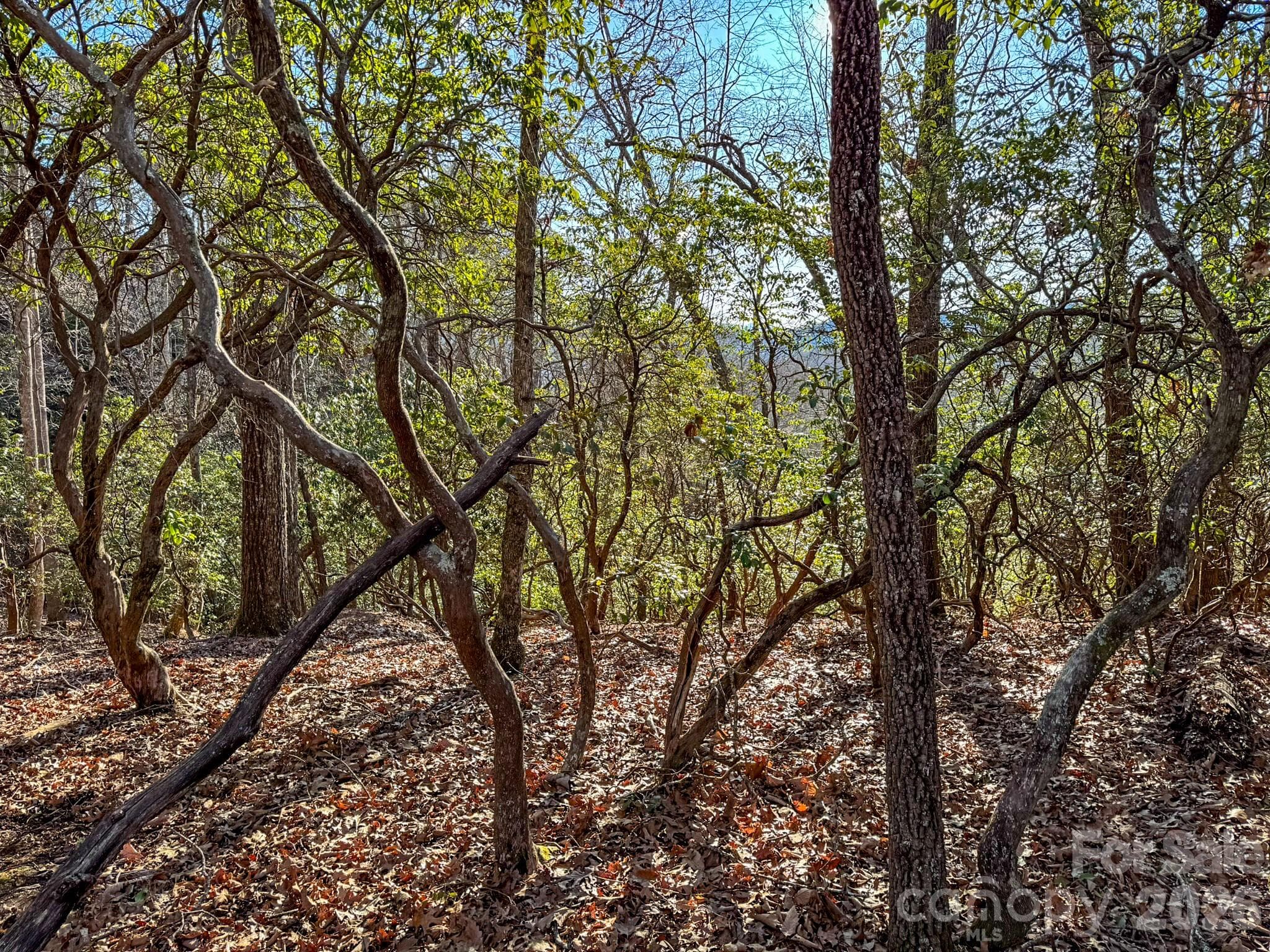 Lot at 1647 Mills River Way, Horse Shoe, photo 15 of 40